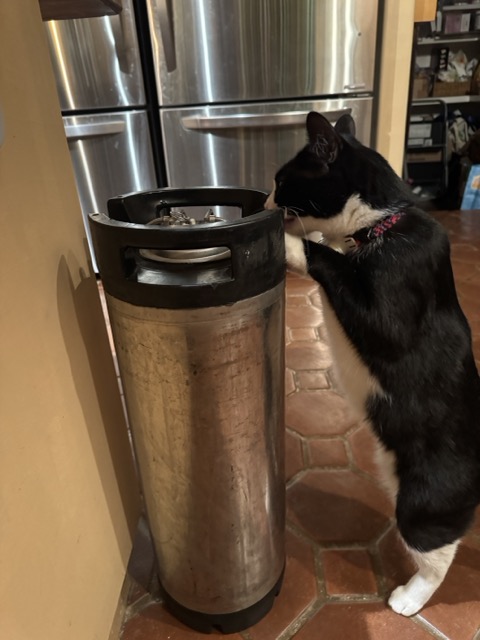 A cat inspecting a beer keg